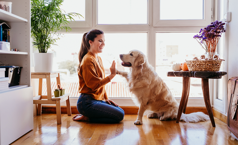 pet owners amenities