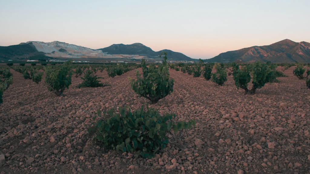 tasas de ocupación regiones vitivínicolas españa